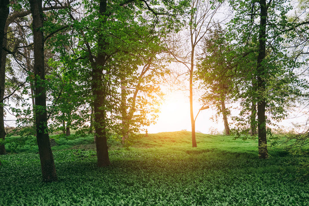Escena de bosque soleado
 - Foto, imagen