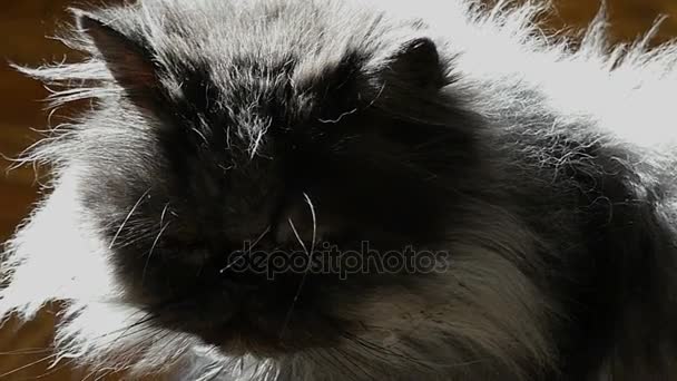 Bolyhos sötét szürke macska nézett más irányba lassítva. - Felvétel, videó