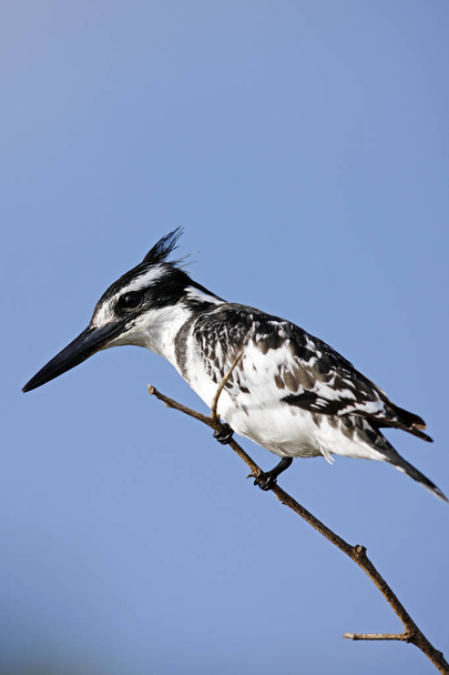 Pied kingfisher Ceryle rudis perched on a branch, South Africa - Photo, Image