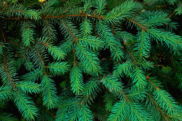 Texture. Saver. Young green fir branches - Photo, Image
