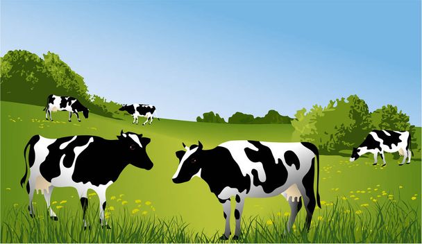 zwart-witte koeien - Vector, afbeelding