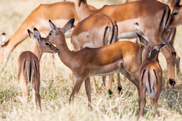 Young Impala baby stands and watching other antelopes in a game reserve, - Photo, Image