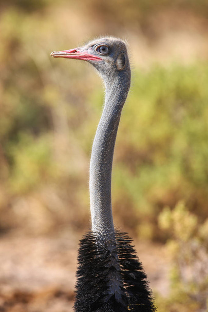 Close-up of a Common Ostrich Struthio Camelus With Savannah in Africa - Фото, изображение