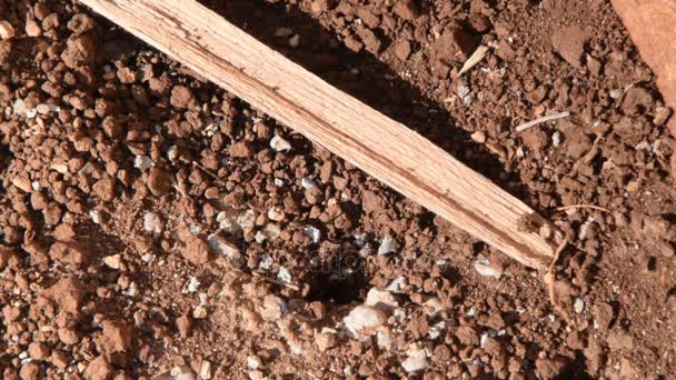 μείγμα από 3 σκατά, μεγάλα μαύρα μυρμήγκια βγαίνουν από το έδαφος - Πλάνα, βίντεο