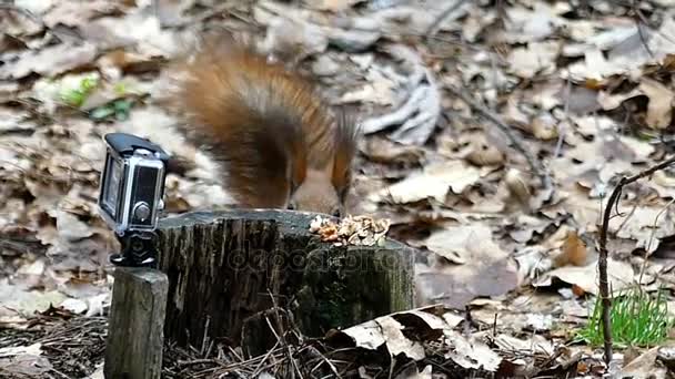 Action-Kamera zeichnet auf, wie rotes Eichhörnchen Nüsse isst. - Filmmaterial, Video