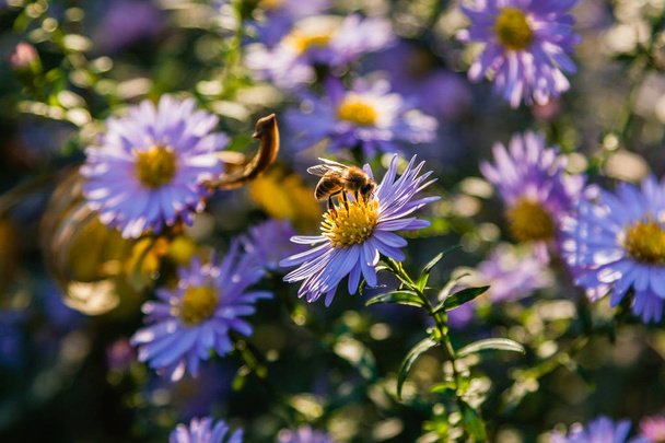 Területén virágok, amely a rovarok és a méhek ülni közel - Fotó, kép