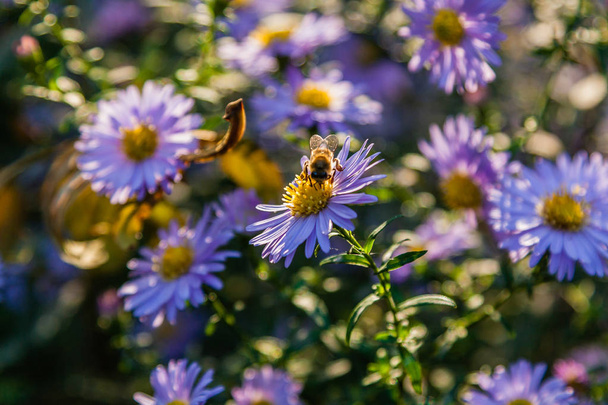 Területén virágok, amely a rovarok és a méhek ülni közel - Fotó, kép