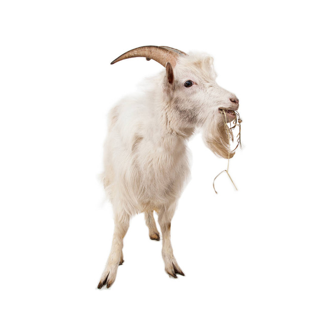 White goat isolated on white background. - Photo, Image