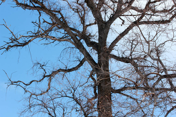 Blue sky and tree on winter day  - Valokuva, kuva
