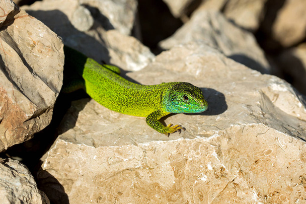緑のトカゲ- Lacerta viridis - 写真・画像