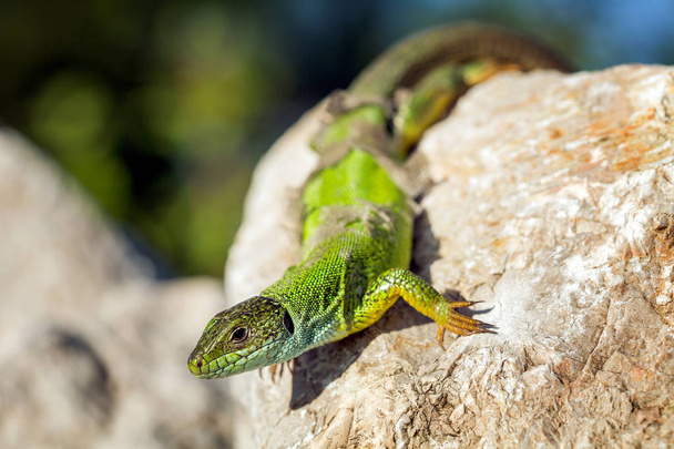 Green lizard - Lacerta viridis sheds its skin - Photo, Image