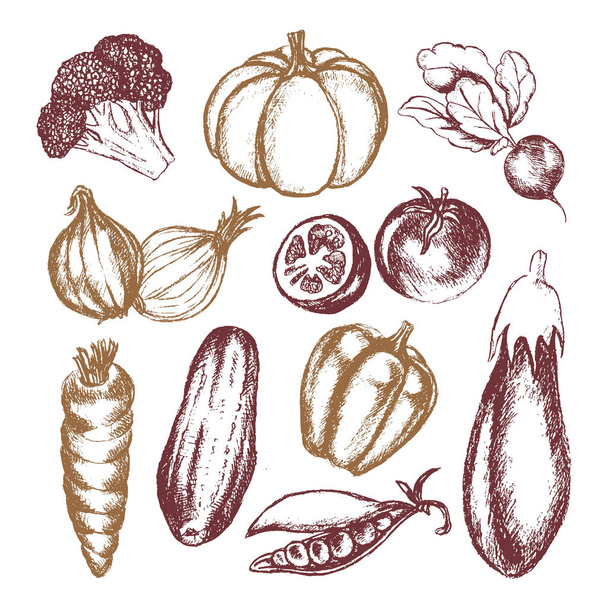 Gemüse - farbige, von Hand gezeichnete illustrative Komposition. - Vektor, Bild