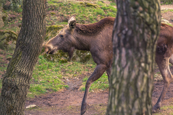 Göteborg, Zweden - 15 April 2017: A Moose in Slottskogen park - Foto, afbeelding