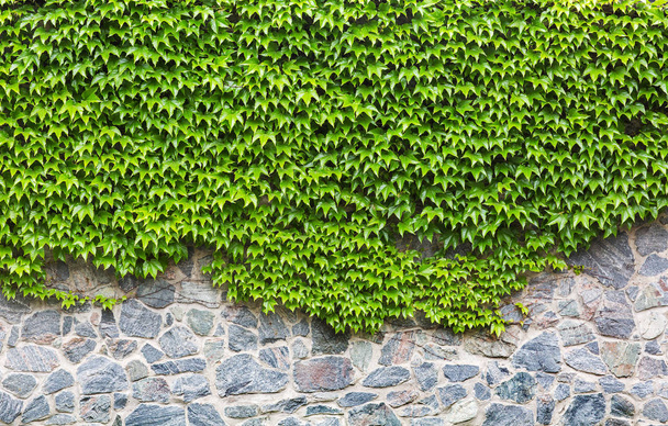 zöld ivy a téglafal - Fotó, kép