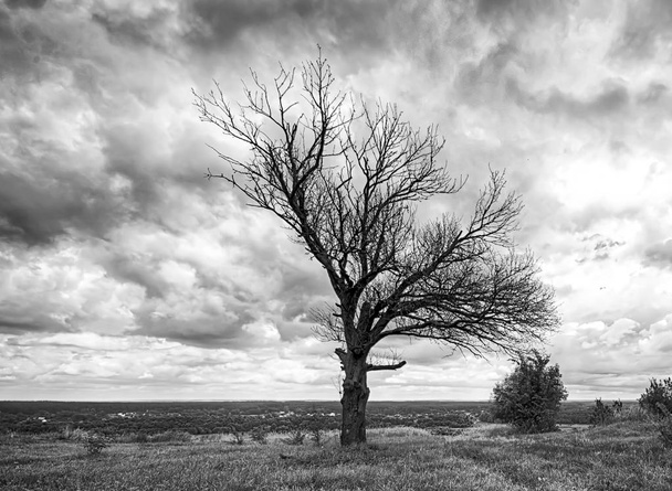 Oude boom en dramatische hemel - Foto, afbeelding