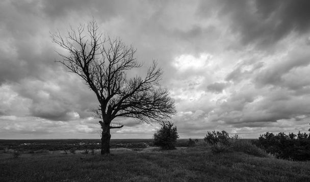 Donker contrast oude boom - Foto, afbeelding