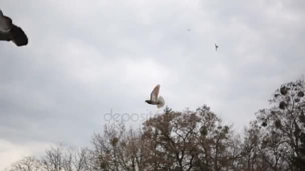 Una bandada de pájaros, palomas, volando y dando vueltas
 - Imágenes, Vídeo