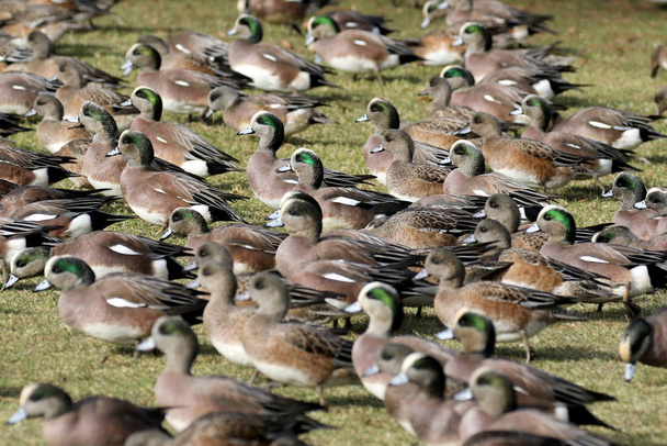 American Wigeons on Grass - Photo, Image