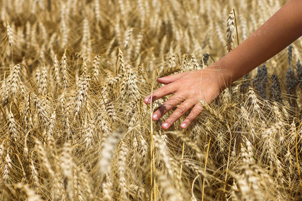 junges Mädchen läuft durch Feld und berührt Weizen - Foto, Bild