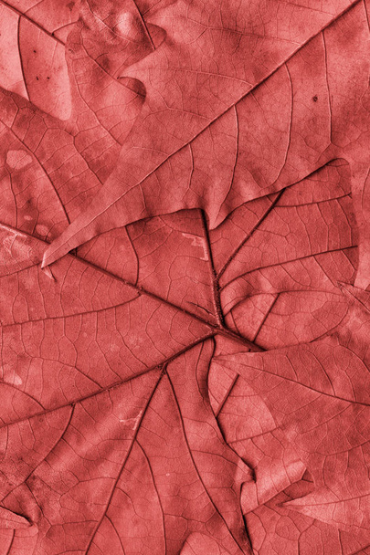 秋落ちた乾燥もみじ葉マルーン赤グランジ背景テクスチャ - 写真・画像