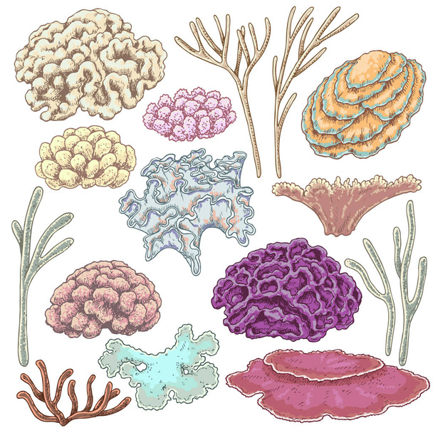 Colored Corals Set - Вектор, зображення