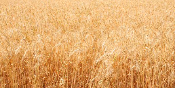 麦畑、小麦の背景 - 写真・画像