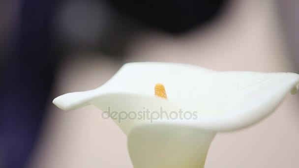 Calla bloem geïsoleerd diepte van het veld. Bloem Bud, witte bloem, elegante bloem, witte kleur in de natuur - Video
