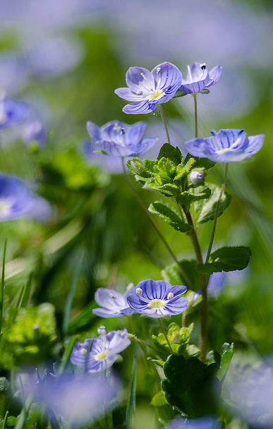 Verónica Pequeñas flores delicadas que florecen al aire libre
  - Foto, imagen
