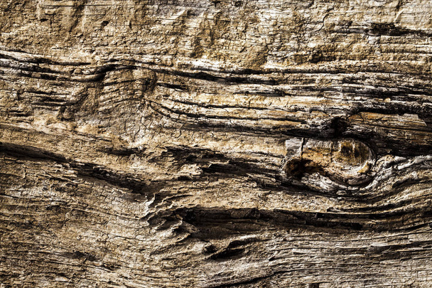 Dřevěný strom kůra těla - Fotografie, Obrázek