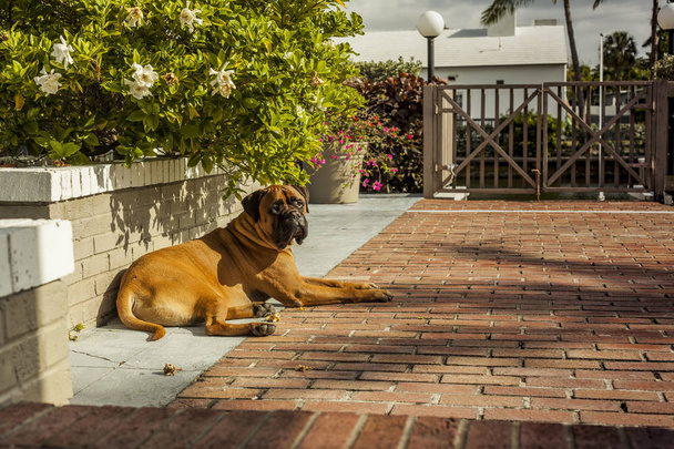 Krásná a elegantní Bulmastif pes ležící na zemi. Flori - Fotografie, Obrázek