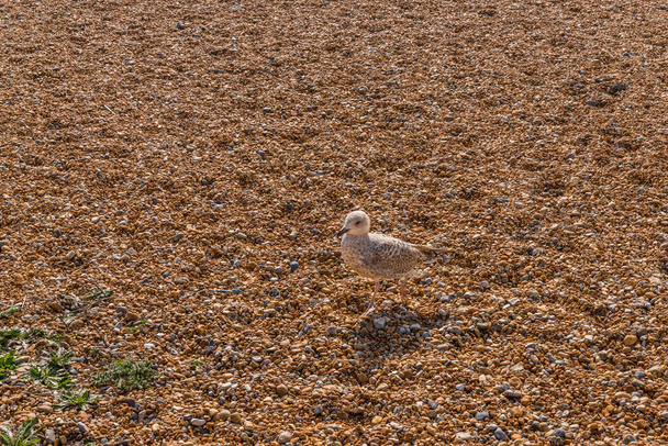 Белые чайки прогуливаются по каменному пляжу, чайка ищет пищу, su
 - Фото, изображение