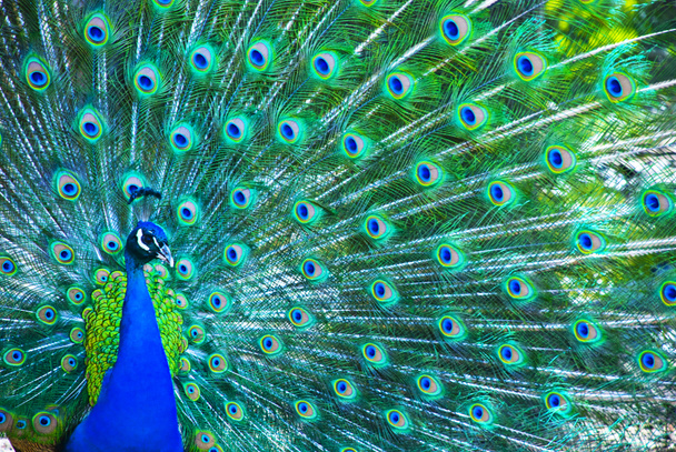 mooie peacock - Foto, afbeelding
