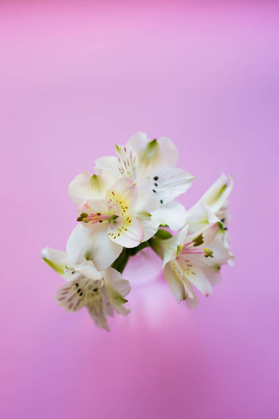 ピンクの背景にアルストロメリアの美しい優しい花束 - 写真・画像