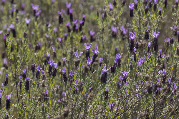 French Lavender flowers - Фото, изображение