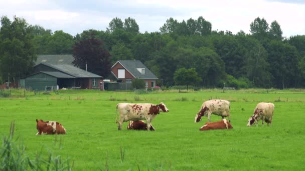 Cows grazes in pasture  - Footage, Video