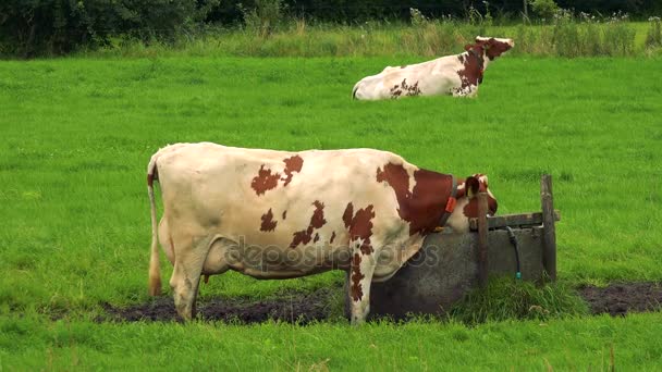 krowa pije od koryta wody na pastwisku - Materiał filmowy, wideo