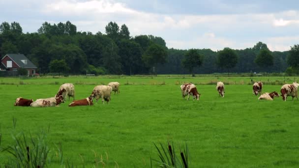 Otarcia krowy na pastwisku  - Materiał filmowy, wideo