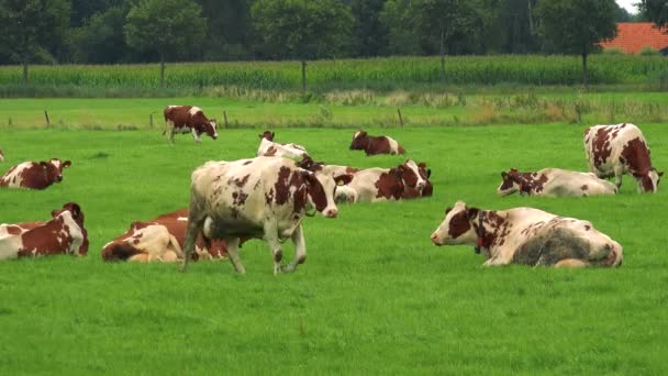 Kühe grasen auf der Weide  - Filmmaterial, Video