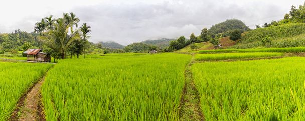 Panorama vista Green Terraced Rice Field en Mae La Noi, provincia de Maehongson, Tailandia
 - Foto, Imagen