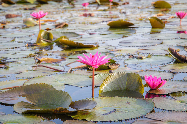 タレイ ノイ湿地、パッタルン、タイの睡蓮の広大な湖 - 写真・画像