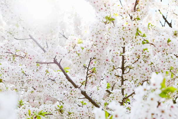 Sakura virágot háttér - Fotó, kép