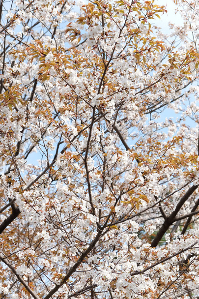 Sakura çiçek arka plan - Fotoğraf, Görsel