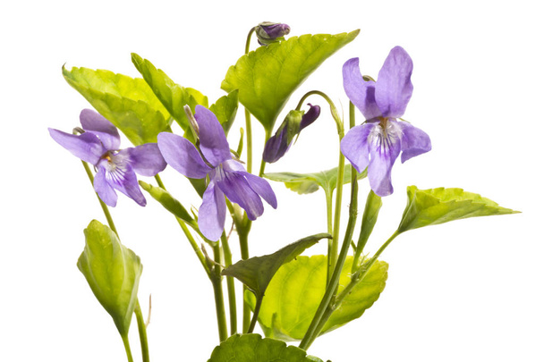 Quelques violettes sauvages en fleurs de près
. - Photo, image
