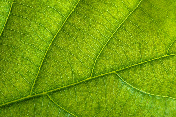 Fresh green leaf texture, leaf macro background - Foto, imagen