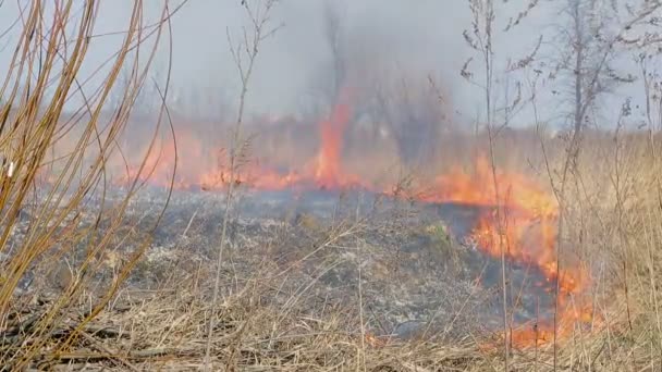 Burns dry grass. The fire in the fields a large scale. The fire burns everything alive. - Footage, Video