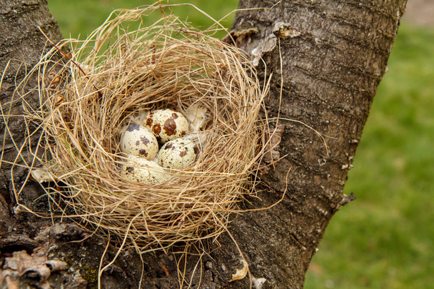 Nest with eggs of  quail on grass in the wood - Photo, Image