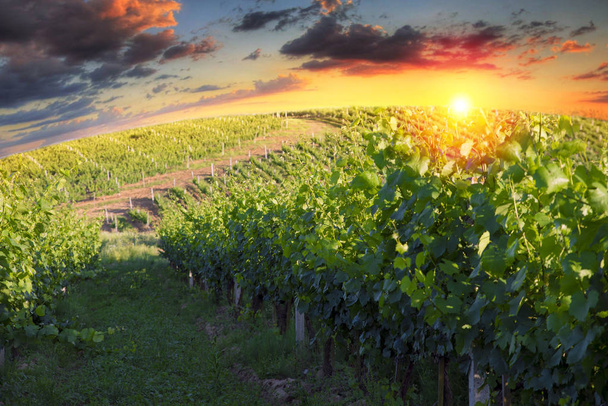 Vin rouge avec tonneau sur vignoble en Toscane verte, Italie - Photo, image