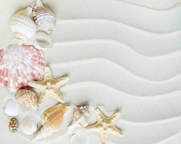 Kagyló és starfishes a homok thesea - Fotó, kép