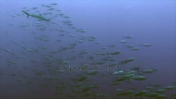 Cápa követi a nagy iskola Bonito, Vörös-tenger - Felvétel, videó