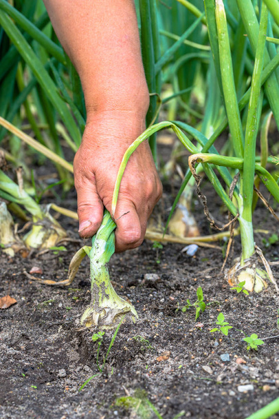 Hand picking onions from the soil in the farmer's garden, vegetable harvesting in the summer season. - Fotografie, Obrázek